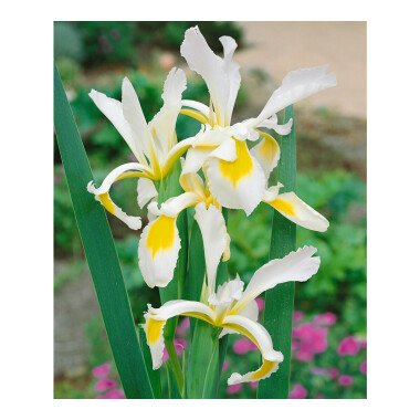Iris Schwertlilie & Iris spuria P 0,5