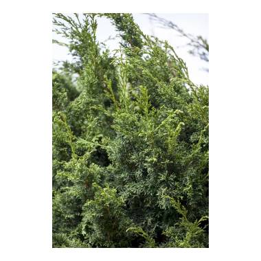 Juniperus chinensis 'Keteleeri' kräftig 4xv