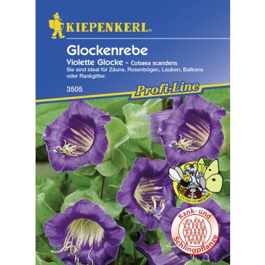 Kiepenkerl Glockenrebe Violett Cobaea scandens, Inhalt: ca. 10 Pflanzen