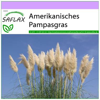 SAFLAX Gr�ser-Bambus-Amerikanisches Pampasgras