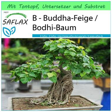 SAFLAX Garden to Go Bonsai Buddha-Feige / Bodhi-Baum 100 Samen Mit Ton