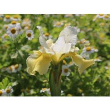 Iris Schwertlilie & Bartlose Schwertlilie 'Butter and Sugar', Iris sibirica