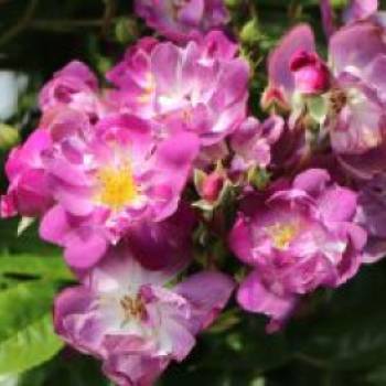 Ramblerrose 'Veilchenblau', Rosa 'Veilchenblau'