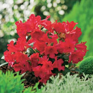 Wild-Rhododendron 'Scarlet Wonder'