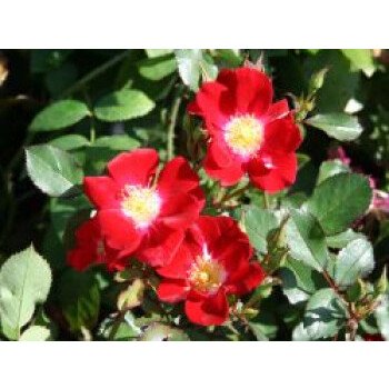 Bodendecker-Rose 'Red Meidiland', Rosa 'Red Meidiland', Containerware