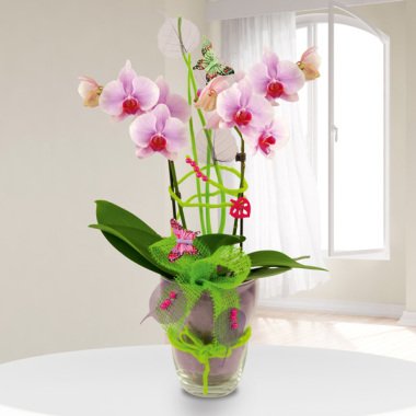 Exklusives Orchideengesteck (Phalaenopsis)