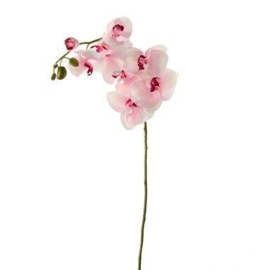 Orchidee Weiß/Fuchsia 100cm