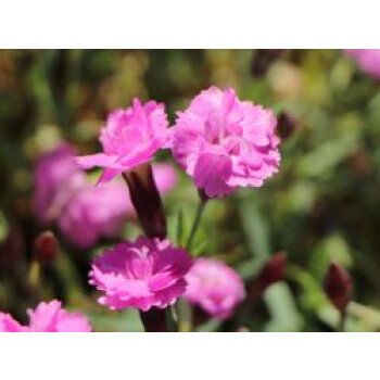 Vorgarten Gestalten & Pfingst-Nelke 'Pink Jewel', Dianthus gratianopolitanus
