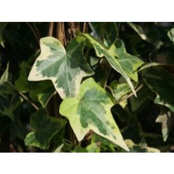 Winterharte Kletterpflanzen Immergrün & Gelbbunter Efeu 'Goldchild', 60-100