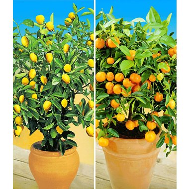 Zitronen- & Orangenbaum