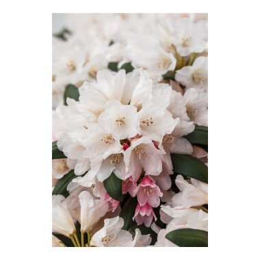 Rhododendron yakushimanum 'Taroko' mB 50- 60