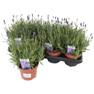 RockCollection Lavendel »Lavandula angustifolia