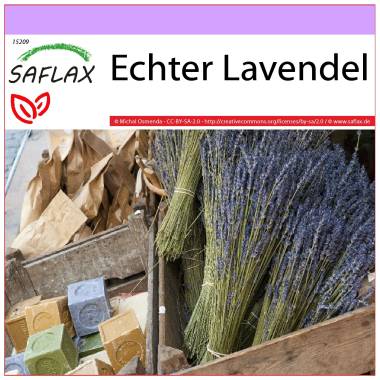 SAFLAX Heilpflanzen Echter Lavendel 150 Samen