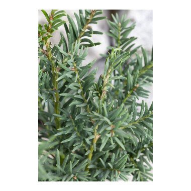 Taxus baccata 'Fips'