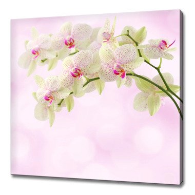 Weiße Orchidee Blumen Pink Gren Modernes