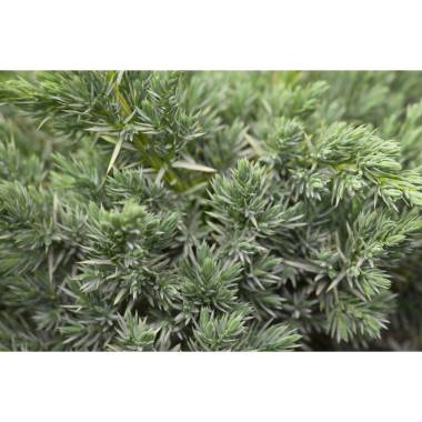 Juniperus communis 'Meyer' 20- 25 cm