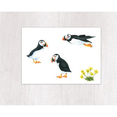 Postkarte Tier Papageitaucher Klimaneutral Gedruckt