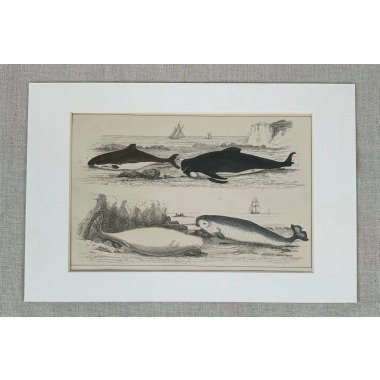 1850 Original Antike Handgefärbte Wale/Narwhal