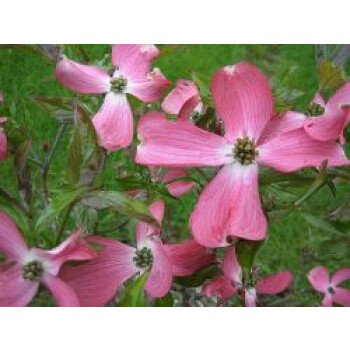Amerikanischer Blumen-Hartriegel 'Sweetwater', 40-60 cm, Cornus florida