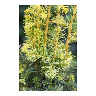 Eibe Heckenpflanzen & Taxus baccata 'Fastigiata Goldstar'