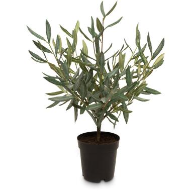 Olivenstrauch Olea europaea Kunstpflanze