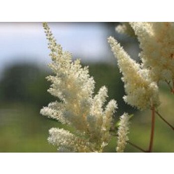 Prachtspiere 'Vision in White' , Astilbe chinensis 'Vision in White' , Topfware
