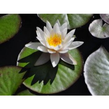Wasserpflanzen Online Bestellen & Seerose 'Marliacea Albida', Nymphaea