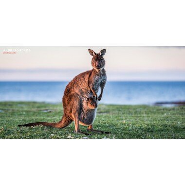 Andreas Adams Photography Sunset Baby Premium Poster, Känguru, Fotokunst, Bild