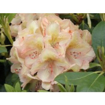 Immergrüne Sträucher Winterhart & Rhododendron 'Belkanto' (S), 25-30