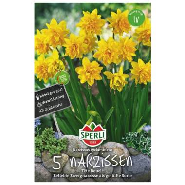Sperli GmbH Blumenzwiebel, Narcissus pseudonarcissus