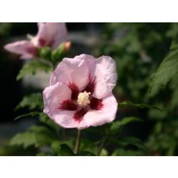 Blumen Terrasse & Garteneibisch 'Hamabo', Stamm 40-50 cm, 60-80 cm, Hibiscus