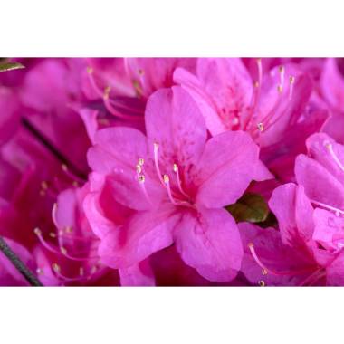 Rhododendron obt.'Diamant Purpur'  -R- C 2 15-  20