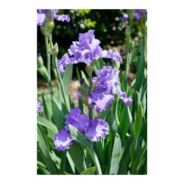Schwertlilien Pflanzen & Iris x barb.-elat.'Blue Sapphire'