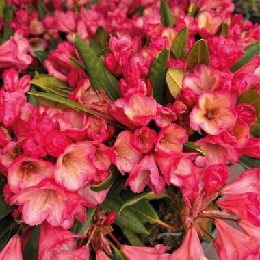 Zwerg-Ball-Rhododendron 'Barbarella'