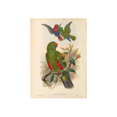 Eklektus Papagei Vintage Lithografie Giclee