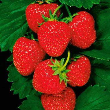 Erdbeere Senga Sengana, im ca. 9 cm-Topf