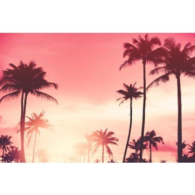 queence Acrylglasbild »Palmen im Sonnenuntergang«