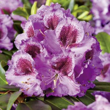 Rhododendron 'Pfauenauge'