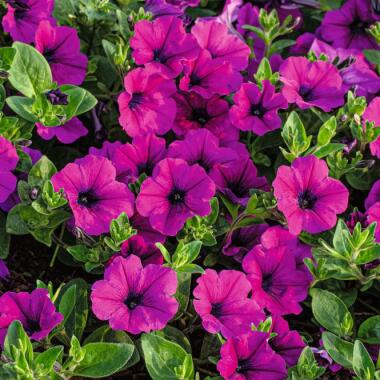 Blumen für Balkon & Hängepetuniensamen WonderWave Purple F1, Pillensaat