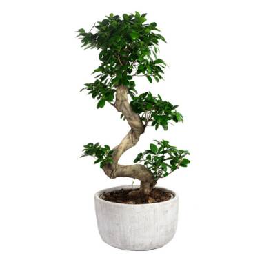flowerbox Zimmerpflanze, Bonsai Feige Ficus
