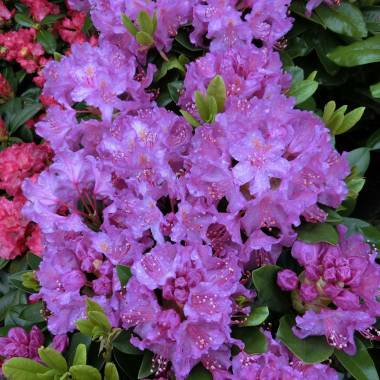 Rhododendron 'Pink Purple Dream'