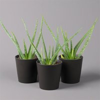 Aloe vera mit Keramiktopf anthrazit, Topf-Ø