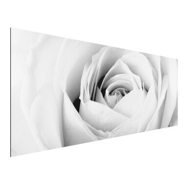 Alu-Dibond Bild Schwarz-Weiß Panorama Close Up Rose