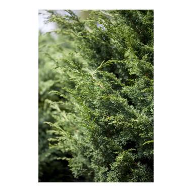 Juniperus virginiana 'Canaertii' 3xv 125