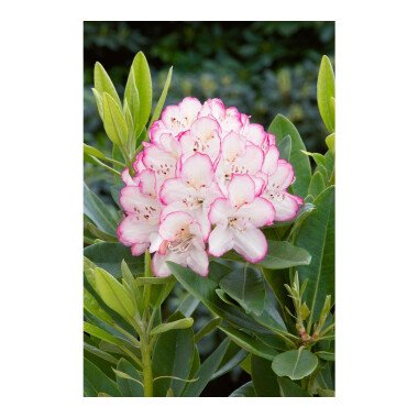 Rhododendron-Hybride 'Picotee' mB 50- 60