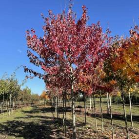 Rot-Ahorn 'Red Sunset' | Acer rubrum 'Red Sunset'