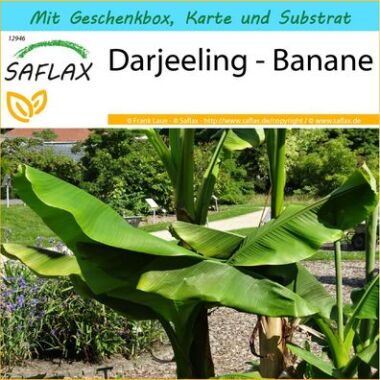 SAFLAX Geschenkset Darjeeling-Banane 5 Samen