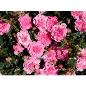 Bodendecker-Rose 'Knirps' , Rosa 'Knirps' ADR-Rose, Containerware