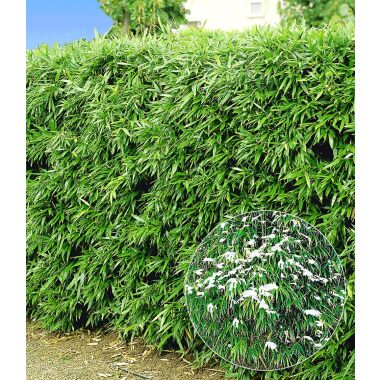 Heckenbepflanzung Immergrün & Winterharte Bambus-Hecke