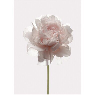 Komar Wandbild Rose 30 x 40 cm